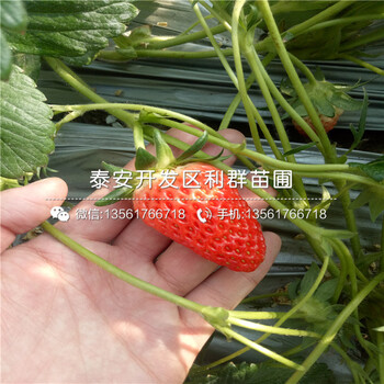 山东红花草莓苗、山东红花草莓苗价格是多少