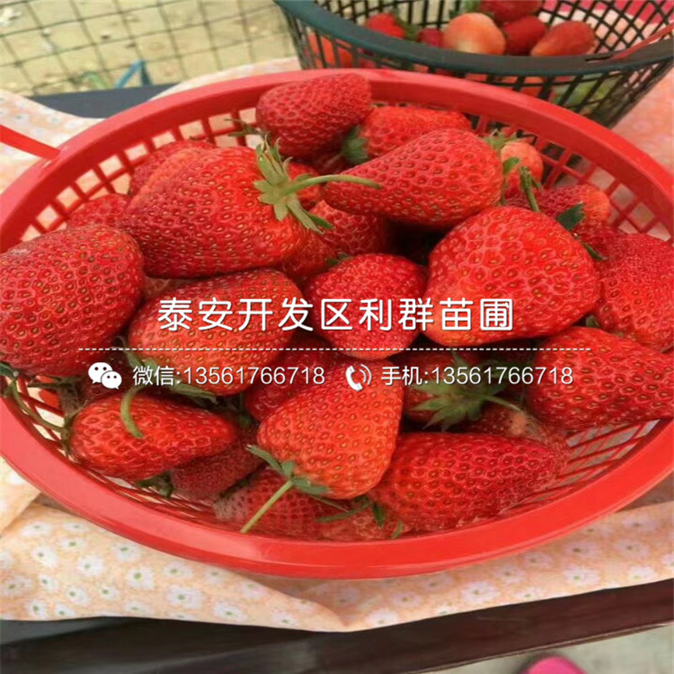 大棚爱莎草莓苗出售