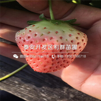 大棚土特拉草莓苗、土特拉草莓苗出售