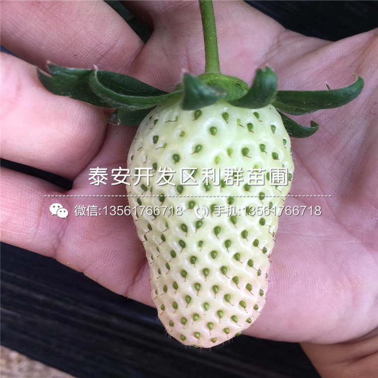 附近哪里有云南草莓苗出售、云南草莓苗价格是多少