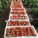红夏草莓苗一亩地种植多少棵、红夏草莓苗亩产量是多少斤