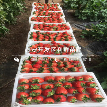 莓宝草莓苗哪里有卖、2018年莓宝草莓苗基地