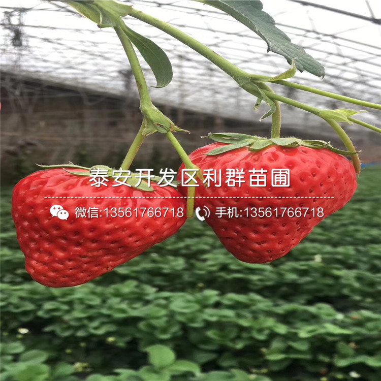 广东草莓苗价格多少、广东草莓苗报价是多少