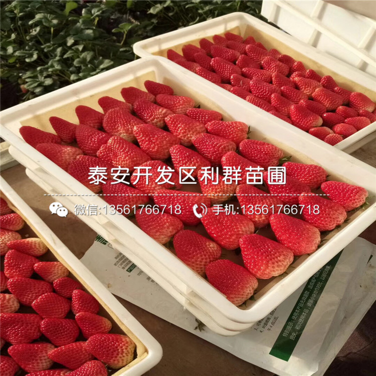 塞娃草莓苗品种介绍、塞娃草莓苗价格多少