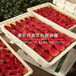 泰安草莓苗图片、泰安草莓苗种植方法
