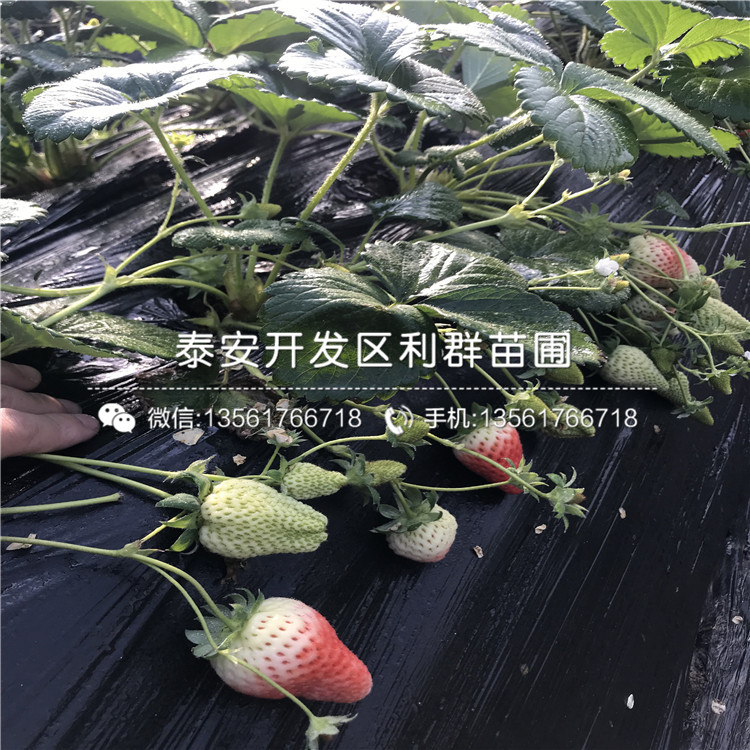 大棚四季草莓草莓苗亩产多少斤