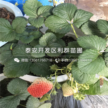 红实美草莓苗出售价格、2018年红实美草莓苗价格