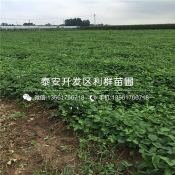 哪里有賣波特拉草莓苗的、2018年波特拉草莓苗價格
