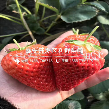 大棚四季草莓草莓苗亩产多少斤