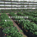 津美22号草莓苗出售、津美22号草莓苗基地