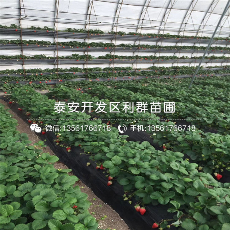 京泉香草莓苗价格、京泉香草莓苗报价多少
