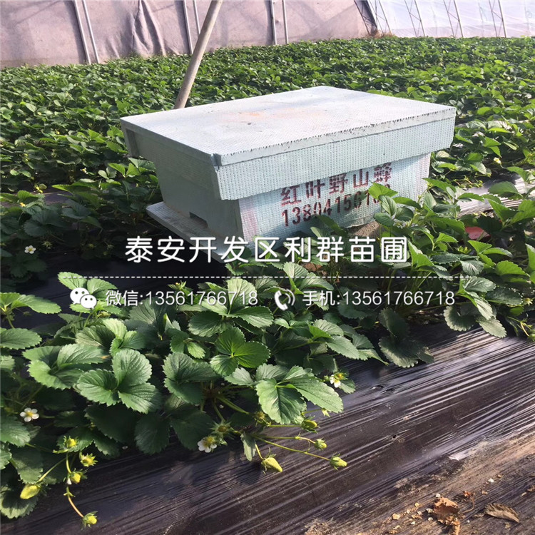 美王一號(hào)草莓苗出售美王一號(hào)草莓苗價(jià)格美王一號(hào)草莓苗基地