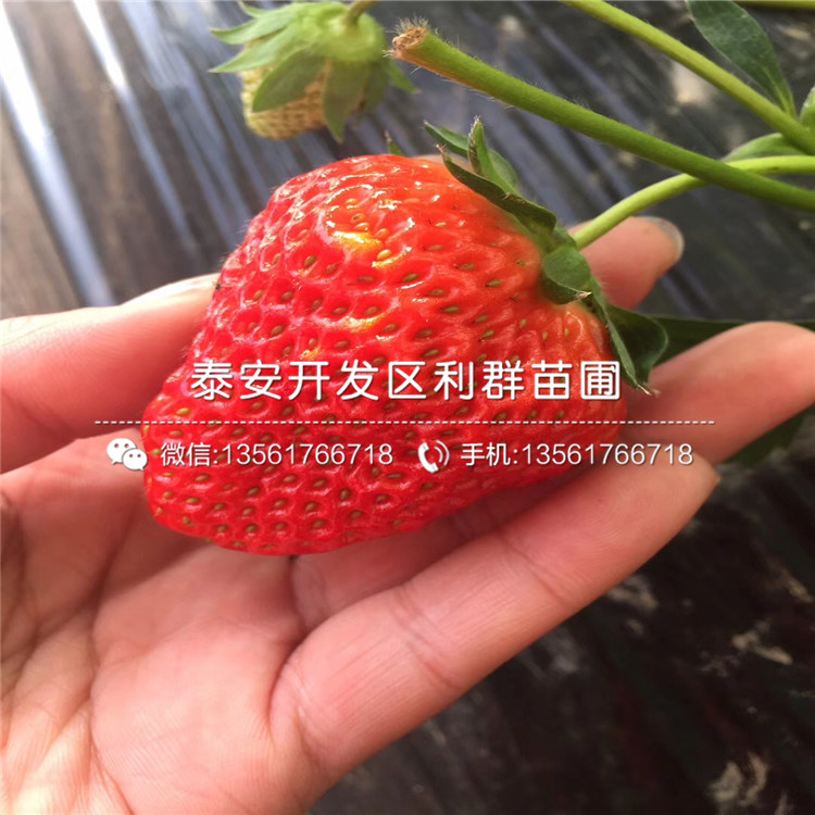 盆栽哈尼草莓苗基地