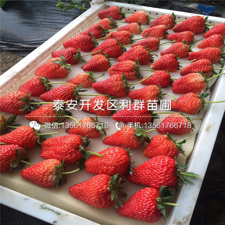 罗卡娜草莓苗品种介绍