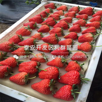 附近哪里有云南草莓苗出售、云南草莓苗价格是多少