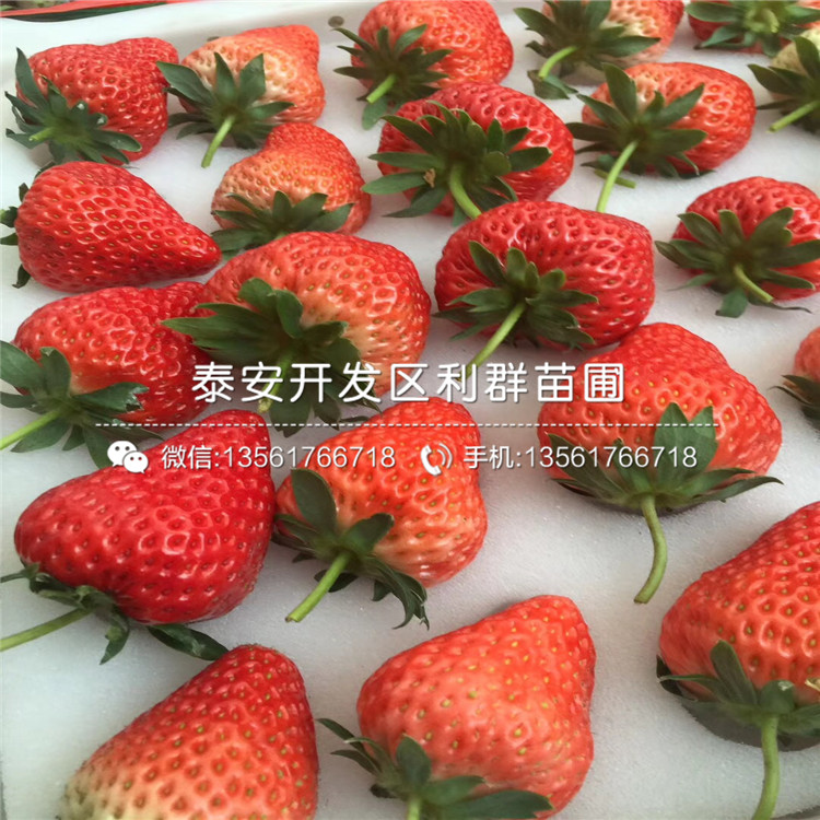 大棚爱莎草莓苗出售