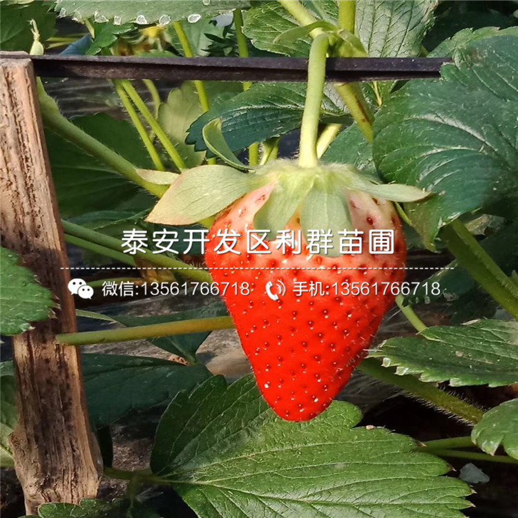 2018年一号草莓苗报价