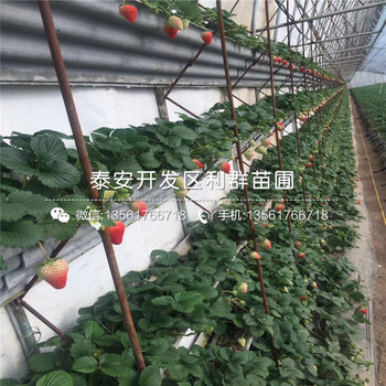 泰安草莓苗品种、2018年泰安草莓苗出售