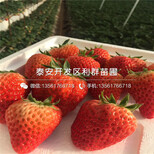 山西草莓苗、山西草莓苗品种图片3