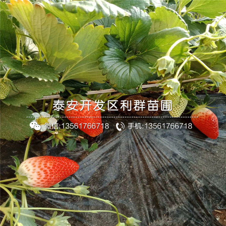 德马草莓苗出售价格、2018年德马草莓苗出售