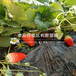 红颊草莓苗批发价格多少钱