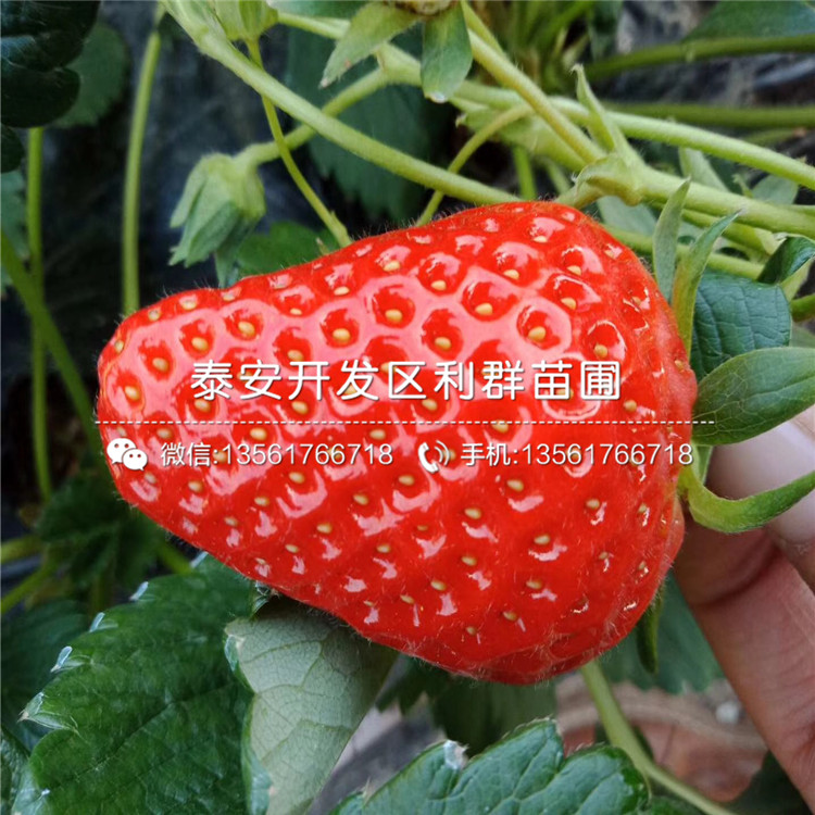 草莓王子草莓苗批发基地、草莓王子草莓苗价格多少