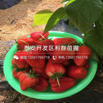 山東桃熏草莓苗價(jià)格