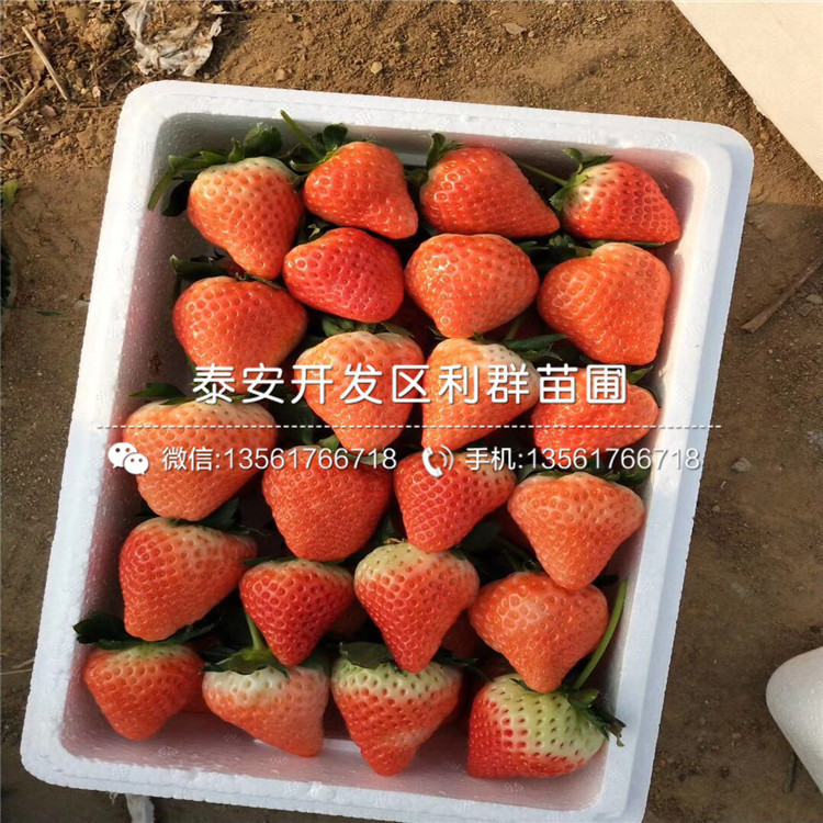 山东北京草莓苗格、山东北京草莓苗多少钱一棵