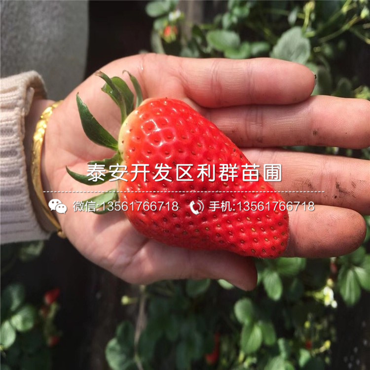 希利亚草莓苗价格低