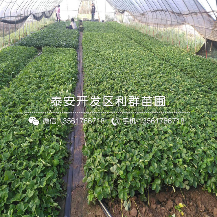 红实美草莓苗采摘示范基地