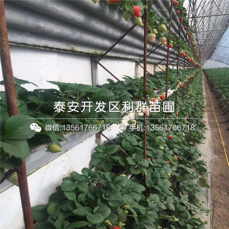 2018年冬香草莓苗出售