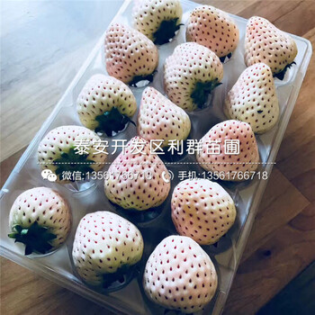 雪蜜草莓苗批發(fā)、2018年雪蜜草莓苗價格