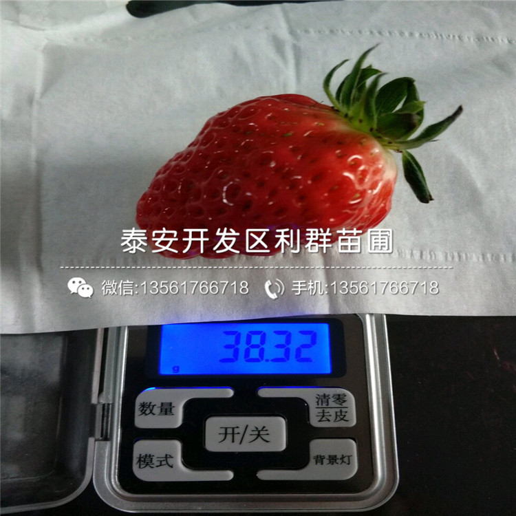 卡姆萝莎草莓苗价格、卡姆萝莎草莓苗格多少