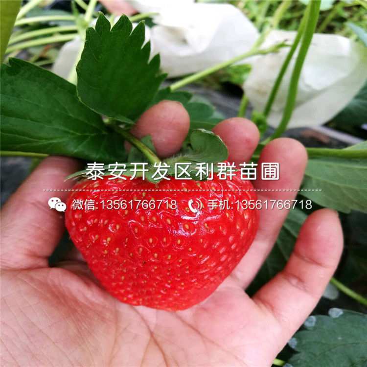 山东海南草莓苗格是多少