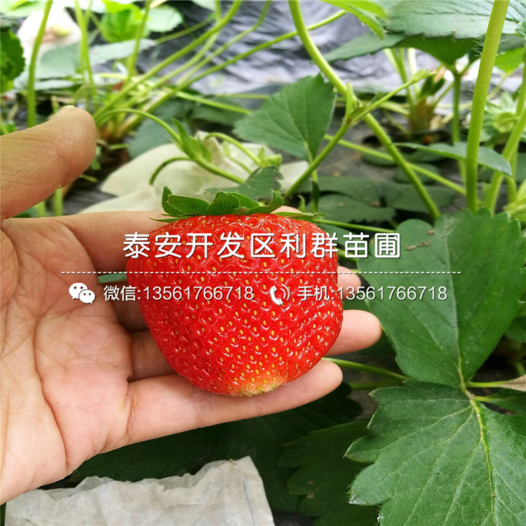 种植山东草莓苗基地