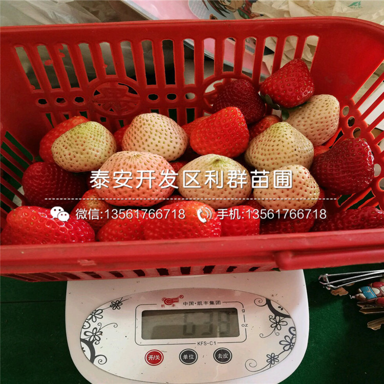 一棵莓宝草莓苗多少钱、一棵莓宝草莓苗多少钱