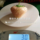 京郊小白草莓苗品种、2018年京郊小白草莓苗新品种图片4