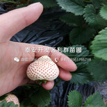 京郊小白草莓苗品种、2018年京郊小白草莓苗新品种图片0