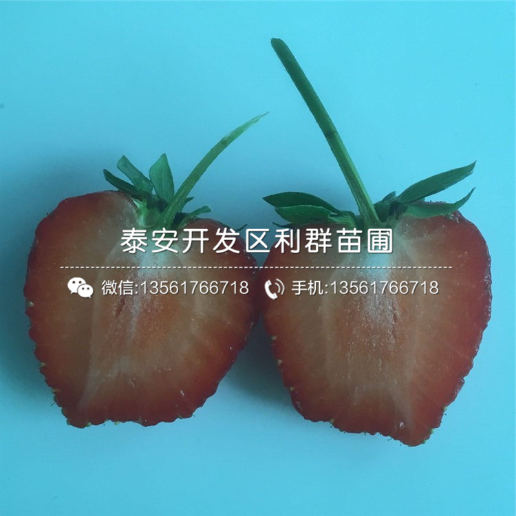 江苏草莓苗供应基地