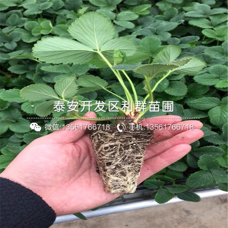 京郊小白草莓苗价格、京郊小白草莓苗格多少