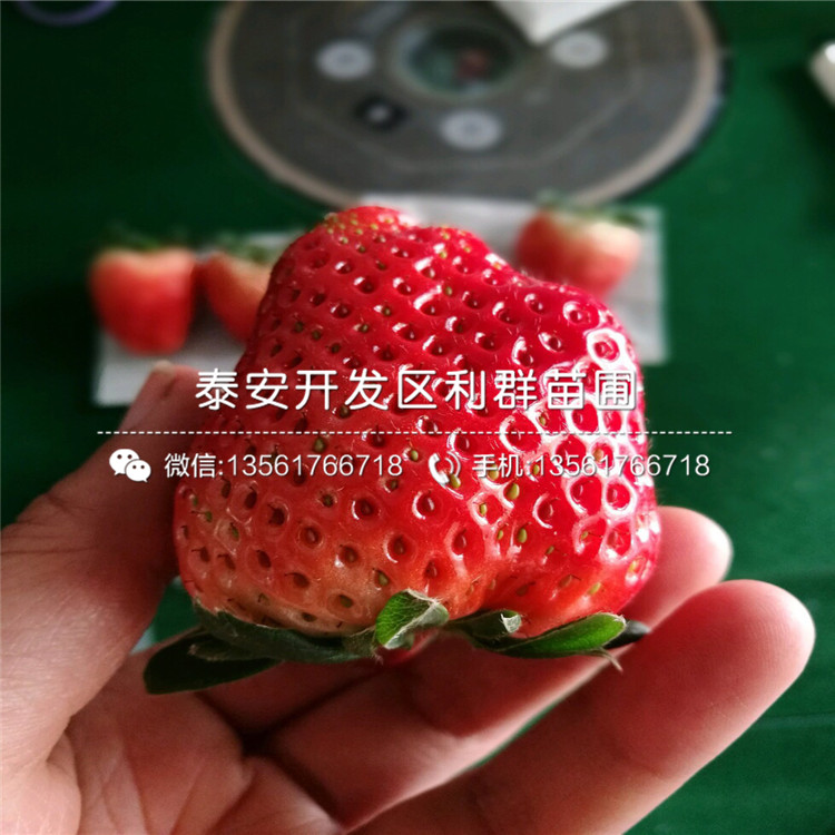 新品种四季美德莱特草莓苗、四季美德莱特草莓苗价格多少