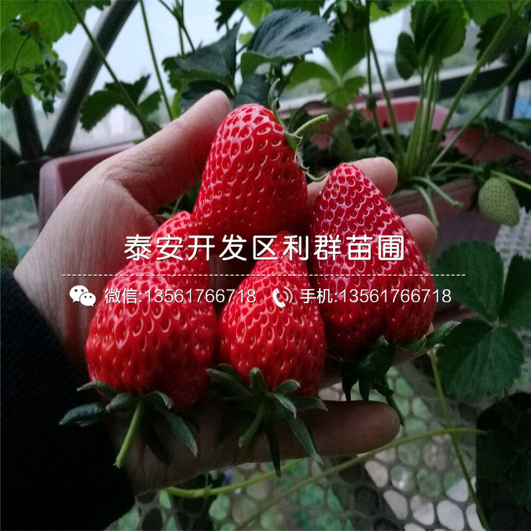 大棚京留香草莓苗、京留香草莓苗价格