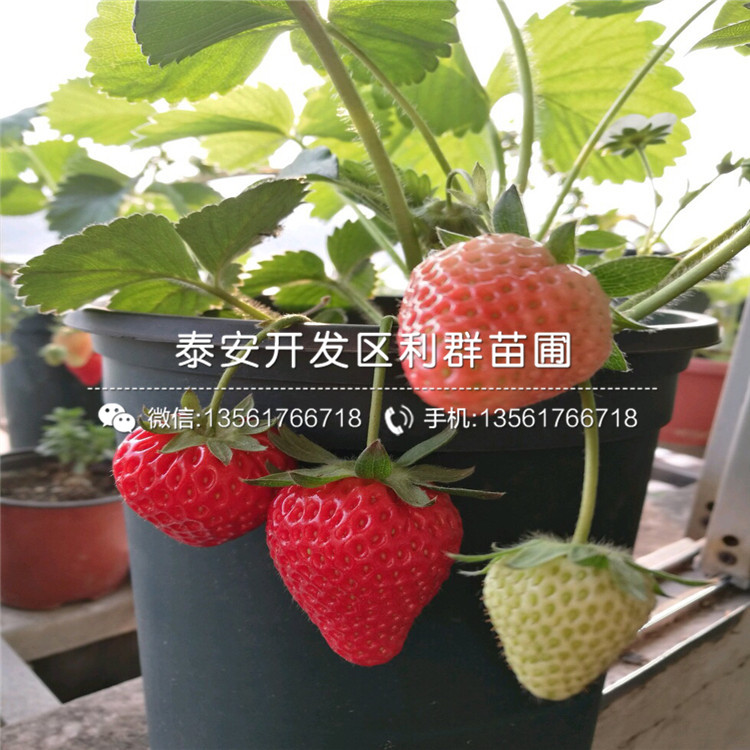山东宁夏草莓苗、山东宁夏草莓苗格多少