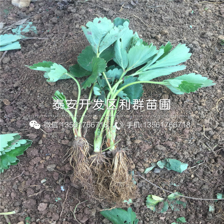 天津草莓苗
