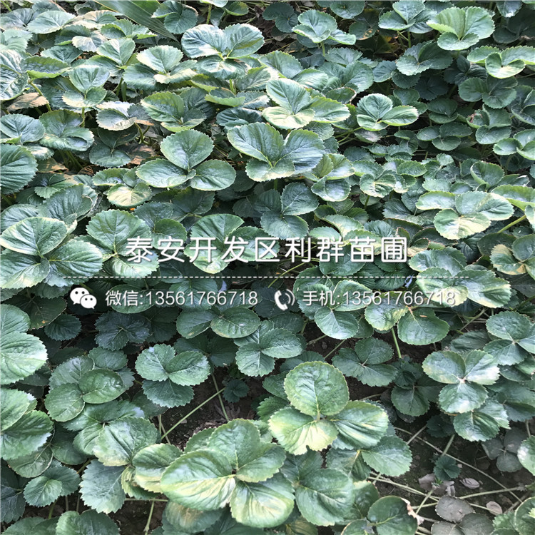 宁玉草莓苗 宁玉草莓苗哪里有