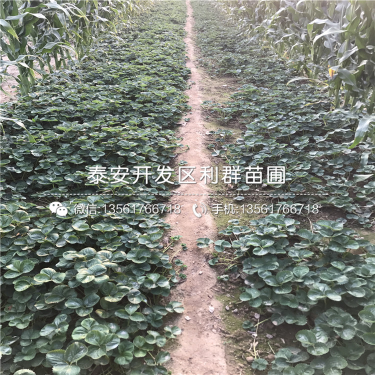 妙香3号草莓苗价格多少钱