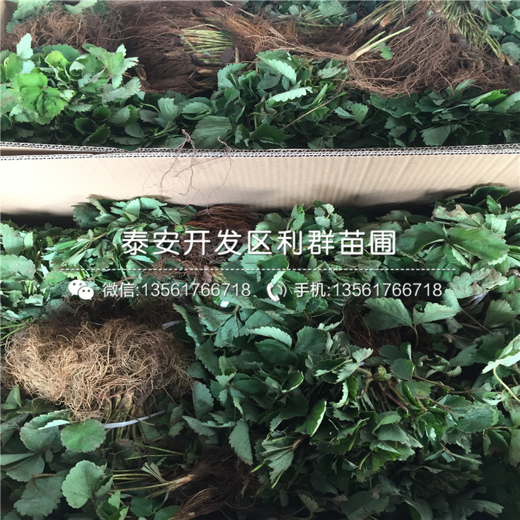 新品种草莓苗采摘示范基地