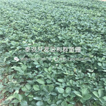 新品种草莓苗采摘示范基地图片3