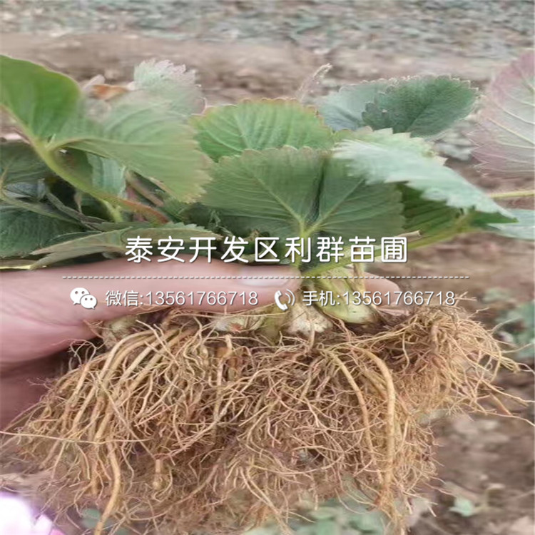 盆栽红花草莓苗多少钱一棵