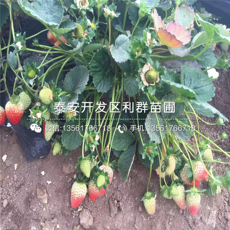 美十三草莓苗批发基地、2018年美十三草莓苗多少钱一棵